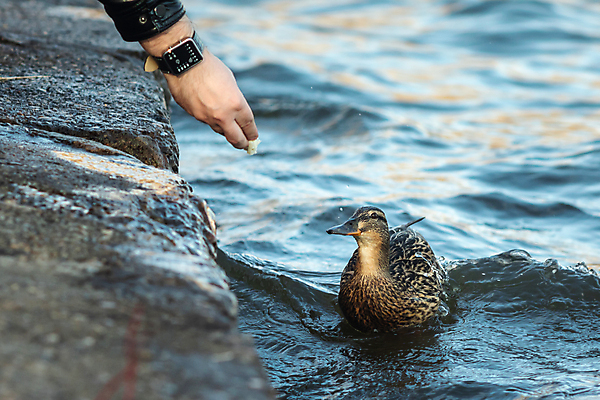 포토 JPG 해외이미지 동물 손 호수 야생동물 자연 조류 오리 사람없음 야외 물 여름 강 컬러풀 뷰티 갈색 노란색 수영 연못 닫기 부리 물새 청둥오리 내추럴 수유 해외포토 자연요소 계절 컬러 모션 신체부위 수상스포츠 생태계 파일형식 이미지허브