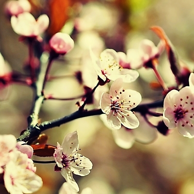 포토 JPG 해외이미지 나무 식물 계절 꽃잎 꽃 아시아 분홍색 백그라운드 꽃무늬 자연 하늘 친절 새로움 건강 동양인 사람없음 빨간색 정원 일본 봄 벚꽃 흰색 나뭇가지 신선 개화 체리 닫기 과수원 4월 묘사 원예 부드러움 내추럴 해외포토 나라 컬러 컨셉 무늬 농업 과일 모션 인종 취미 감각 날짜 생태계 파일형식 이미지허브