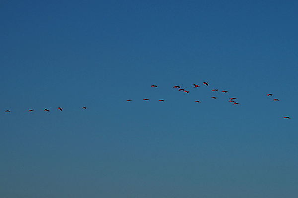 포토 JPG 해외이미지 나무 동물 공원 호수 야생동물 여행 백그라운드 포유류 파충류 자연 조류 하늘 풍경 사람없음 야외 초록색 물 파란색 강 컬러풀 미국 젖음 황무지 남아메리카 습지 숲 홍수 앵무새 진홍색 브라질 생태학 아마존 이국적 브라질사람 해외포토 자연요소 식물 공공시설 교육 컬러 북아메리카 아메리카 빨간색 자연재해 생태계 파일형식 이미지허브