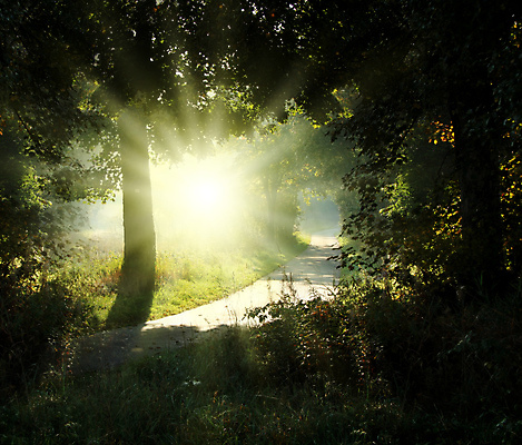 포토 JPG 해외이미지 나무 계절 공원 도로 단풍 잎 오렌지 자연 아침 휴식 거리 풍경 사람없음 야외 빨간색 초록색 강 컬러풀 햇빛 노란색 평화 맑음 보라색 침묵 낭만 가을 전원 시골 도시 황금 숲 통나무 뿌리 장면 혼자 해외포토 주간 식물 공공시설 길 컬러 컨셉 과일 교통시설 날씨 태양 소리 전기에너지 생태계 파일형식 이미지허브