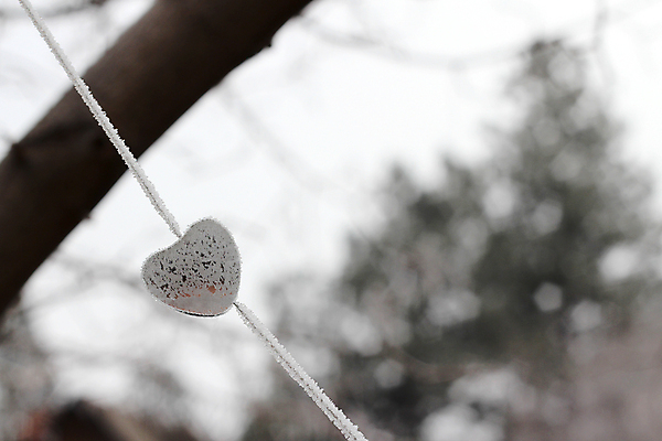 포토 JPG 해외이미지 나무 계절 겨울 자연 유리 날씨 풍경 사람없음 야외 목재 장식 뷰티 환경 냉동 얼음 추위 흰색 하트 시원함 크리스탈 서리 장면 온도 내추럴 반투명 생태학 해외포토 자연요소 모양 식물 교육 컬러 재료 재질 광석 생태계 파일형식 이미지허브