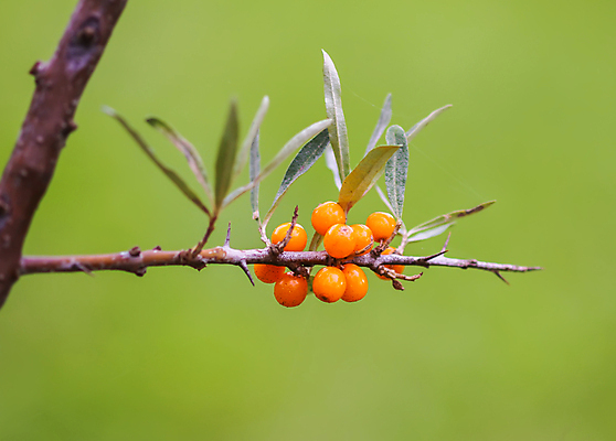 포토 JPG 해외이미지 나무 식물 계절 열매 음식 바다 줄기 백그라운드 잎 꽃무늬 농업 채소 오렌지 과일 자연 건강 사람없음 초록색 여름 정원 수확 가을 나뭇가지 신선 가시 맛 약초 과수원 다발 관목 유기농 비타민 내추럴 숙성 해외포토 웰빙 꽃 산업 컬러 컨셉 무늬 풀_식물 생태계 영양소 파일형식 이미지허브