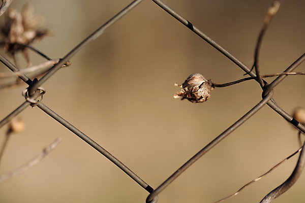 포토 JPG 해외이미지 식물 꽃잎 꽃 백그라운드 잎 꽃무늬 자연 건조 씨앗 사람없음 장식 울타리 갈색 노란색 환경 정원 슬픔 벚꽃 껍질 시골 죽음 고독 이슬 작음 질감 꽃가루 철사 내추럴 꽃수술 돌봄 신앙심 옛날 진짜 가문비나무 해외포토 나무 감정 컬러 무늬 모션 담장 크기 가루 생태계 파일형식 이미지허브