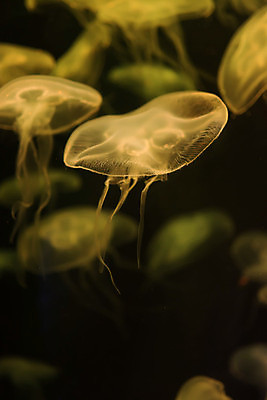 포토 JPG 해외이미지 여러마리 사람없음 아웃포커스 노란색 바닷속 수중동물 자포동물 해파리 해외포토 동물 컬러 다수 촬영기법 수중 파일형식 이미지허브