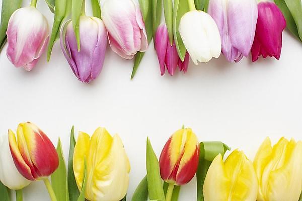 포토 JPG 해외이미지 실내 사람없음 하이앵글 튤립 흰배경 해외포토 꽃 뷰포인트 백그라운드 내부 흰색 파일형식 이미지허브