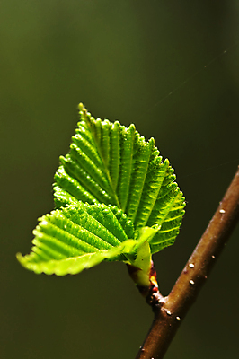포토 JPG 해외이미지 나무 식물 계절 백그라운드 잎 자연 새로움 사람없음 초록색 뷰티 갈색 새싹 환경 봄 성장 나뭇가지 신선 닫기 묘사 유기농 질감 정맥 내추럴 생태학 그리너리 해외포토 웰빙 교육 컬러 컨셉 모션 생태계 혈관 파일형식 트랜드컬러 이미지허브
