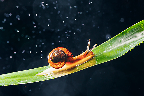 포토 JPG 해외이미지 한마리 잎 검은배경 실내 사람없음 풀 달팽이 보케 빛망울 기어가기 해외포토 식물 1 백그라운드 모션 연체동물 내부 빛 검은색 파일형식 이미지허브