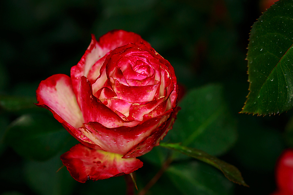포토 JPG 해외이미지 꽃 산업 농업 자연 사람없음 야외 가로 컬러풀 한개 장미 봄 닫기 원예 카피스페이스 해외포토 식물 1 계절 컬러 모션 취미 공백 생태계 파일형식 이미지허브