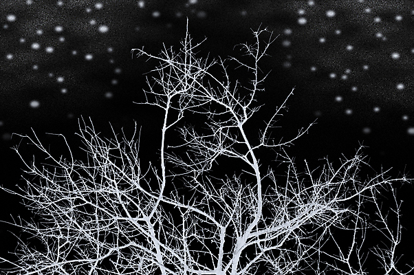 포토 JPG 해외이미지 나무 식물 계절 실루엣 별 조각 백그라운드 낙엽 크리스마스 겨울 일러스트 자연 하늘 날씨 추상 사람없음 목재 냉동 얼음 검은색 어둠 침묵 추위 흰색 나뭇가지 시골 야간 숲 질감 서리 나무껍질 성운 내추럴 고립 벌거벗은 미니멀 해외포토 자연요소 기념일 컬러 잎 무늬 재료 촬영기법 우주 소리 껍질 생태계 파일형식 이미지허브