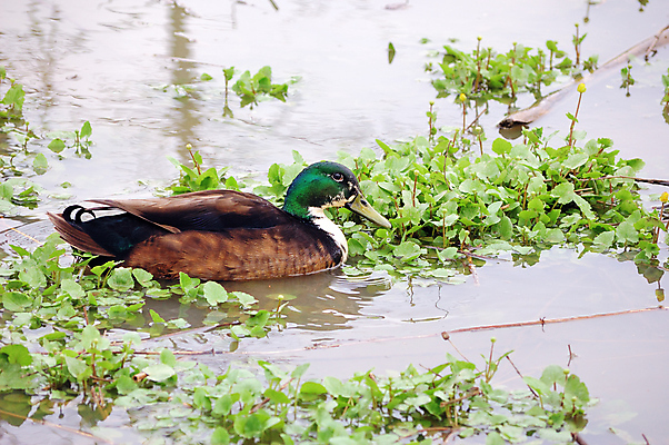포토 JPG 해외이미지 동물 호수 야생동물 자연 조류 오리 사람없음 야외 연못 물새 해외포토 생태계 파일형식 이미지허브