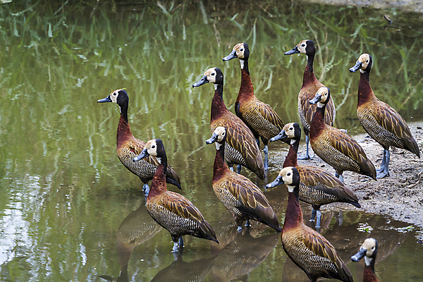 포토 JPG 해외이미지 동물 야생동물 아프리카 자연 조류 오리 국립공원 풍경 사람없음 가로 연못 그룹 보호 사파리 물새 남아프리카 보츠와나 보호구역 해외포토 공원 나라 컨셉 생태계 구역 파일형식 이미지허브