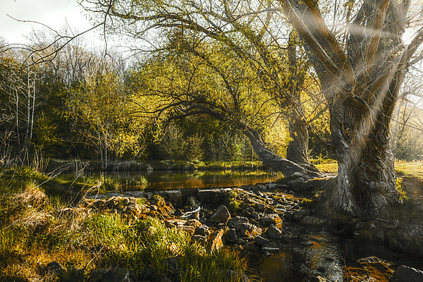 포토 JPG 해외이미지 나무 식물 계절 잎 부분 자연 하늘 아침 날씨 휴가 휴식 그림자 풍경 초원 사람없음 야외 초록색 물 여름 빛 강 햇빛 태양 뷰티 반사 노란색 환경 맑음 침묵 고요 황혼 일몰 안개 나뭇가지 시골 연못 숲 뿌리 장면 지역 내추럴 삼림지대 현상 해외포토 주간 자연요소 컬러 컨셉 노을 소리 생태계 파일형식 이미지허브