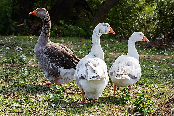 포토 JPG 해외이미지 동물 야생동물 백그라운드 밭 농업 가정 자연 조류 오리 풍경 초원 사람없음 야외 초록색 물 여름 농장 걷기 가축 봄 흰색 시골 그룹 군중 깃털 부리 목 거위 내추럴 동물상 밭일 해외포토 자연요소 계절 산업 컬러 모션 사람 신체부위 조형물 생태계 파일형식 이미지허브