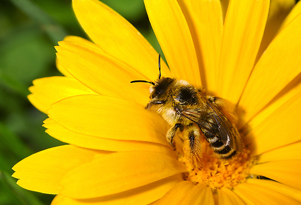 포토 JPG 해외이미지 식물 동물 꽃잎 꽃 곤충 백그라운드 꽃무늬 날개 자연 사람없음 야외 초록색 여름 뷰티 노란색 정원 침묵 줄무늬 활발 벚꽃 신선 작음 수분 벌 바쁨 꽃가루 꿀 호박벌 해외포토 계절 컬러 컨셉 무늬 소리 벌_곤충 크기 가루 생태계 파일형식 이미지허브
