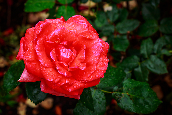 포토 JPG 해외이미지 꽃 산업 농업 자연 사람없음 야외 가로 컬러풀 장미 닫기 원예 카피스페이스 해외포토 식물 컬러 모션 취미 공백 생태계 파일형식 이미지허브