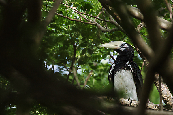 포토 JPG 해외이미지 나무 동물 1 야생동물 백그라운드 잎 오렌지 노래 자연 조류 휴식 종류 앉기 사람없음 야외 빨간색 초록색 우주 봄 회색 흰색 나뭇가지 묘사 싱글 생물학 새장 서식지 생태학 해외포토 식물 계절 교육 음악 컬러 컨셉 과일 모션 생태계 케이지 파일형식 이미지허브