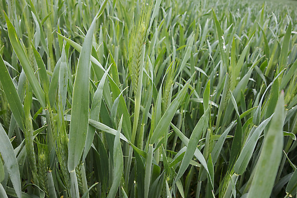 포토 JPG 해외이미지 식물 음식 밭 농업 종류 사람없음 경제 농작물 농장 농경지 다양 시리얼 밀 밭일 영양소 해외포토 산업 다수 곡류 파일형식 이미지허브