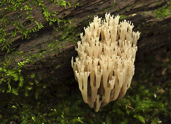 포토 JPG 해외이미지 나무 식물 계절 오렌지 자연 이끼 사람없음 야외 목재 빨간색 초록색 물 여름 갈색 노란색 버섯 젖음 성장 가을 흰색 떨어짐 숲 이슬 유기농 날것 통나무 나무껍질 내추럴 곰팡이 그물버섯 캡모자 해외포토 자연요소 모자_잡화 웰빙 컬러 컨셉 과일 재료 껍질 생태계 파일형식 이미지허브