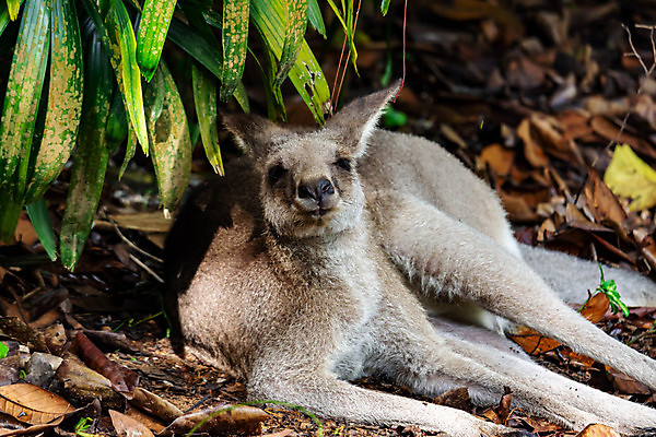 포토 JPG 해외이미지 동물 야생동물 어린이 여행 포유류 자연 생물 사람없음 갈색 3D 점프 회색 흰색 아기 행운 황무지 오세아니아 호주 큼 방목 꼬리 만들기 캥거루 동쪽 남쪽 고립 파우치 해외포토 나라 컬러 컨셉 가방 모션 사람 축산업 크기 방향 디지털합성 생태계 파일형식 이미지허브