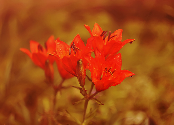 포토 JPG 해외이미지 식물 꽃잎 꽃 음식 줄기 백그라운드 컨셉 잎 꽃무늬 패턴 오렌지 자연 생물 아이디어 사람없음 빨간색 초록색 뷰티 노란색 머리 봄 시간 호랑이 자르기 오브젝트 싱글 리빙 영원 이국적 부족함 해외포토 계절 컬러 무늬 과일 포유류 모션 신체부위 생태계 파일형식 이미지허브