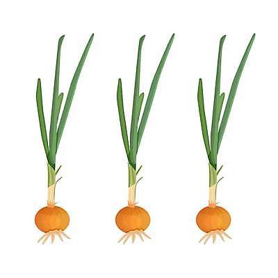 EPS 해외이미지 식물 실루엣 문화 음식 줄기 잎 농업 채소 과일 일러스트 재료 전구 양파 건강 마늘 초록색 농장 노란색 라벨 정원 샐러드 수확 신선 양념 플랫 상품 수증기 만화 먹기 심볼 향신료 흰배경 유기농 매움 날것 뿌리 부추 고립 숙성 채식주의자 억울 비건 해외일러스트 웰빙 감정 산업 컬러 백그라운드 모션 프레임 촬영기법 흰색 맛 채식 향미료 파일형식 벡터 이미지허브