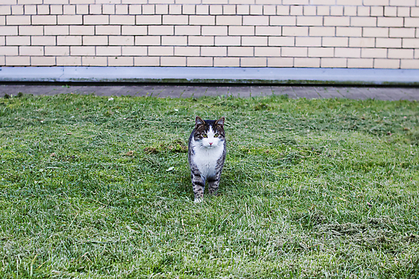 포토 JPG 해외이미지 동물 1 응시 공원 포유류 수염 잔디 사람없음 야외 초록색 반려동물 햇빛 태양 머리 고양이 봄 줄무늬 회색 호기심 귀 숨기 해외포토 자연요소 식물 시선 계절 공공시설 감정 컬러 컨셉 무늬 모션 신체부위 파일형식 이미지허브