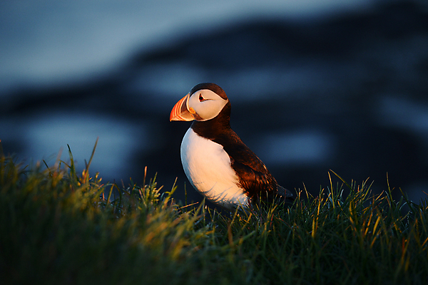 포토 JPG 해외이미지 주간 한마리 조류 사람없음 야외 아웃포커스 소프트포커스 퍼핀 해외포토 자연요소 동물 1 촬영기법 파일형식 이미지허브