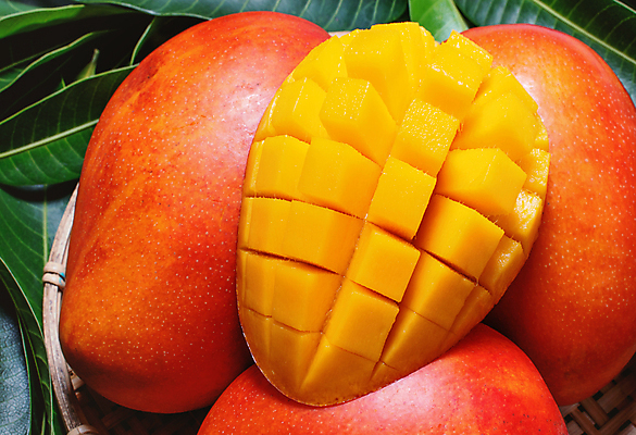 포토 JPG 해외이미지 나뭇잎 근접촬영 사람없음 빨간색 노란색 망고 해외포토 뷰포인트 컬러 잎 열대과일 파일형식 이미지허브