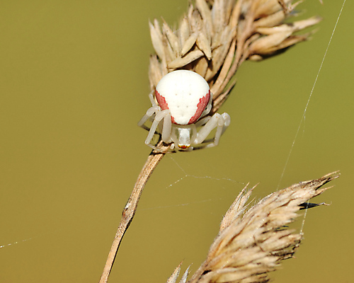 포토 JPG 해외이미지 동물 야생동물 곤충 밭 자연 사람없음 해충 벌레 거미 동물상 해외포토 농업 조형물 생태계 파일형식 이미지허브