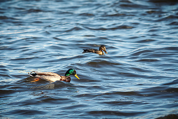 포토 JPG 해외이미지 동물 여자 남자 호수 야생동물 백그라운드 자연 조류 오리 사람없음 야외 물 파란색 강 반사 갈색 수영 봄 연못 깃털 사냥 부리 물새 청둥오리 해외포토 자연요소 계절 컬러 사람 수상스포츠 생태계 파일형식 이미지허브
