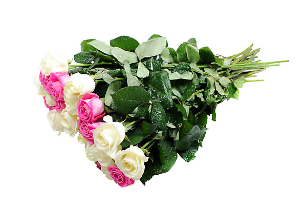 포토 JPG 해외이미지 식물 디자인 기념일 꽃잎 꽃 줄기 분홍색 꽃다발 백그라운드 컨셉 잎 꽃무늬 데이트 자연 휴가 프레임 발렌타인데이 선물 사랑 사람없음 초록색 뷰티 장미 낭만 벚꽃 흰색 축하 신선 그룹 우아함 유혹 다발 가득함 묘사 싱글 슛 열정 고립 파스텔톤 완전 해외포토 감정 컬러 무늬 데이이벤트 이벤트 생태계 파일형식 이미지허브