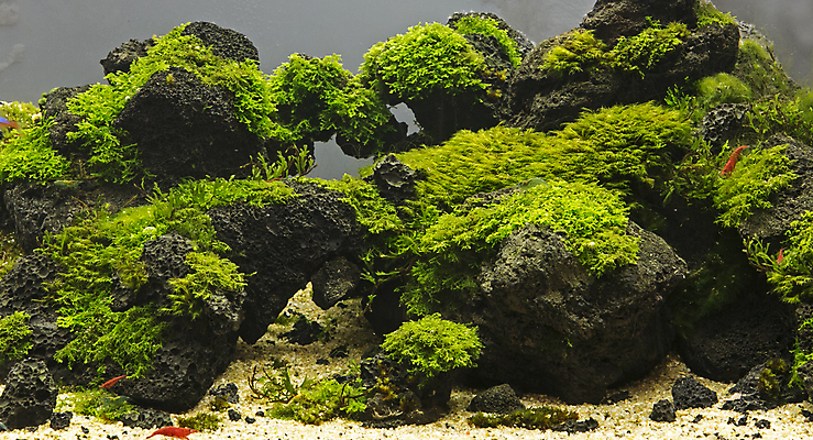 포토 JPG 해외이미지 식물 동물 디자인 백그라운드 자연 휴식 주택 건조 파노라마 어류 이끼 풍경 취미 사람없음 내부 목재 장식 빨간색 초록색 물 반려동물 노란색 정원 수중 전시 신선 그룹 황금 금붕어 탱크 네온 수족관 깊이 민물 이국적 생존 해외포토 자연요소 나무 컬러 컨셉 재료 촬영기법 건물 수중동물 생태계 파일형식 이미지허브