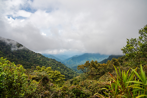 포토 JPG 해외이미지 나무 공원 백그라운드 잎 자연 아침 이끼 풍경 사람없음 목재 초록색 햇빛 평화 계곡 안개 광선 시골 숲 신비 열대우림 신화 말레이시아 내추럴 산악지대 깊이 해외포토 주간 식물 공공시설 아시아 컬러 컨셉 재료 날씨 산 태양 생태계 파일형식 이미지허브