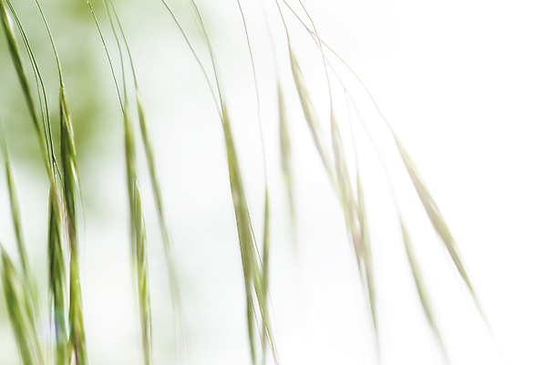 포토 JPG 해외이미지 식물 라이프스타일 웰빙 백그라운드 컨셉 밭 농업 자연 하늘 새로움 사람없음 야외 초록색 파란색 농작물 환경 맑음 흙 봄 자유 성장 시골 신선 칼날 황무지 닫기 큼 밀 순수 각도 부활 내추럴 강렬 땅바닥 생태학 해외포토 계절 교육 산업 컬러 모션 날씨 곡류 바닥 생활 크기 생태계 파일형식 이미지허브