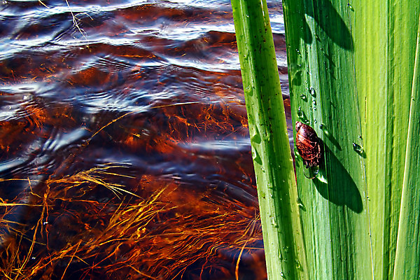 포토 JPG 해외이미지 주간 한마리 잎 그림자 사람없음 야외 물 물방울 기어가기 해외포토 자연요소 식물 1 모션 파일형식 이미지허브