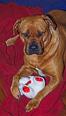 포토 JPG 해외이미지 동물 캐릭터 여자 포유류 아프리카 경비 사람없음 반려동물 갈색 머리 힘 자신감 개 보호 큼 집중 근육질 보호자 남쪽 송곳니 고체 공격적 기르기 동반자 마스티프 힘찬 해외포토 감정 나라 컬러 컨셉 근육 안전 사람 신체부위 치아 크기 방향 몸매 돌봄 파일형식 이미지허브