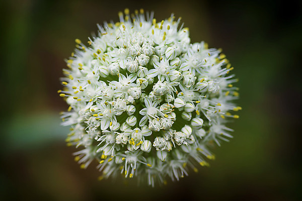 포토 JPG 해외이미지 식물 계절 꽃 백그라운드 꽃무늬 전구 공 자연 벽지 양파 추상 마늘 미술 사람없음 장식 초록색 뷰티 정원 맑음 보라색 봄 벚꽃 개화 우아함 정상 제비꽃 질감 러시아 엽서 부드러움 내추럴 러시아인 우크라이나 해외포토 서양인 유럽 컬러 컨셉 무늬 채소 날씨 문화예술 감각 편지 생태계 파일형식 이미지허브