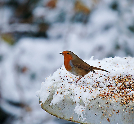 포토 JPG 해외이미지 전통 계절 유럽 야생동물 음식 크리스마스 겨울 조류 씨앗 사람없음 빨간색 정원 축제 추위 인사 12월 해외포토 식물 동물 기념일 나라 컬러 예절 날짜 파일형식 이미지허브