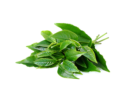 포토 JPG 해외이미지 식물 줄기 백그라운드 잎 패턴 농업 새로움 3 사람없음 초록색 농장 회색 성장 흰색 나뭇가지 신선 4 차 자르기 허브 싱글 유기농 클립 정맥 내추럴 고립 해외포토 나무 웰빙 산업 음료 컬러 컨셉 무늬 모션 숫자 혈관 파일형식 이미지허브