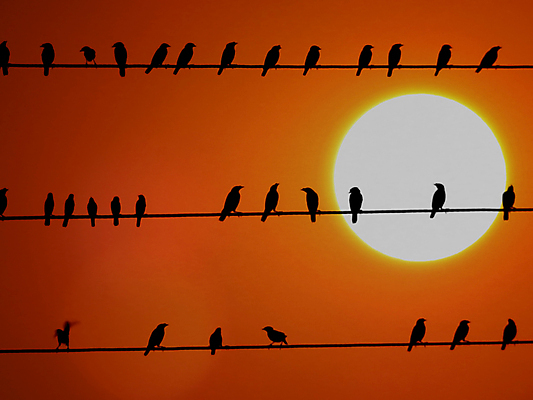 포토 JPG 해외이미지 실루엣 학교 자연 조류 아침 사람없음 태양 일출 황혼 일몰 새벽 뜨거움 저녁 많음 해외포토 주간 자연요소 동물 교육 컨셉 촬영기법 노을 야간 생태계 파일형식 이미지허브