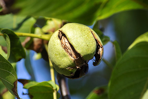 포토 JPG 해외이미지 나무 식물 계절 음식 백그라운드 잎 농업 과일 재료 자연 건강 사람없음 초록색 여름 농장 갈색 정원 모임 견과류 탐험 수확 성장 껍질 가을 나뭇가지 시골 신선 오픈 호두 발견 내추럴 밭일 숙성 채식주의자 세련 해외포토 산업 컬러 생태계 채식 파일형식 이미지허브