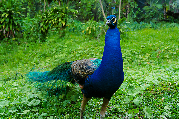 포토 JPG 해외이미지 공원 동물원 사람없음 우아함 공작 깃털 꼬리 해외포토 공공시설 컨셉 조류 파일형식 이미지허브