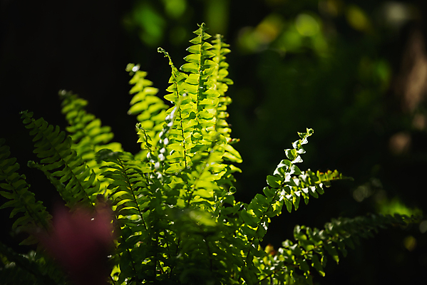 포토 JPG 해외이미지 나무 식물 디자인 계절 꽃 실루엣 백그라운드 잎 패턴 밭 일러스트 자연 벽지 추상 미술 한명 야외 장식 초록색 빛 컬러풀 뷰티 우주 환경 정원 검은색 봄 성장 흰색 신선 숲 묘사 유기농 질감 내추럴 고립 엘리먼트 해외포토 1 웰빙 컬러 무늬 농업 문화예술 촬영기법 사람 생태계 파일형식 이미지허브