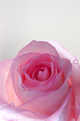 포토 JPG 해외이미지 1 디자인 꽃 줄기 분홍색 꽃다발 결혼 컨셉 꽃무늬 자연 결혼식 휴가 전등 발렌타인데이 선물 사랑 사람없음 뷰티 장미 우주 봄 낭만 벚꽃 흰색 신용카드 닫기 달콤 실크 다발 심볼 활 싱글 질감 아로마 슛 열정 부드러움 고립 엘리먼트 스타일 해외포토 식물 계절 감정 컬러 무늬 모션 데이이벤트 조명 이벤트 금융 직물 감각 맛 생태계 파일형식 이미지허브