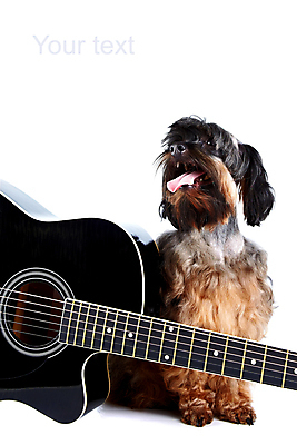 포토 JPG 해외이미지 동물 척추동물 줄 새끼 악기 음악 노래 포유류 놀이 털 여러명 취미 사람없음 반려동물 유행 소리 기타 클래식 개 강아지 모피 테리어 푸들 사냥개 롤 오디오 솜털 송곳니 기르기 멜로디 신앙심 유래 인기 해외포토 다수 컨셉 현악기 문화예술 사람 전자제품 치아 돌봄 파일형식 이미지허브