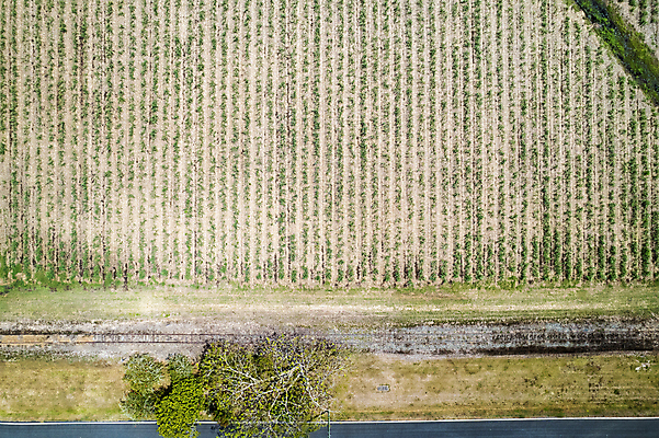 포토 JPG 해외이미지 나무 식물 계절 도로 선 패턴 밭 농업 자연 지팡이 추상 안테나 사람없음 야외 초록색 농작물 농장 흙 시골 호주 땅 설탕 질감 먼지 내추럴 대칭 드론 방목장 밭일 직진 사탕수수 내려보기 해외포토 산업 길 컬러 무늬 통신 교통시설 모션 오세아니아 생태계 파일형식 이미지허브