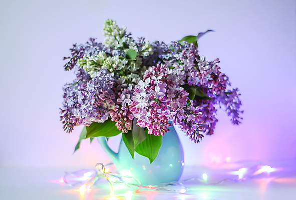 포토 JPG 해외이미지 식물 계절 꽃 유럽 아시아 분홍색 꽃다발 결혼 백그라운드 잎 휴가 전등 선물 사람없음 초록색 여름 파란색 유행 보라색 축제 미국 봄 공백 낭만 벚꽃 신선 생일 개화 큼 5월 레이아웃 향기 냄새 라일락 소셜네트워크 정물화 해외포토 기념일 나라 컬러 컨셉 북아메리카 조명 이벤트 날짜 크기 그림 파일형식 이미지허브