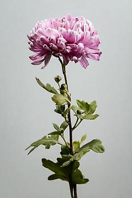 포토 JPG 해외이미지 꽃 줄기 잎 회색배경 국화 실내 사람없음 꽃봉오리 해외포토 식물 백그라운드 내부 회색 파일형식 이미지허브