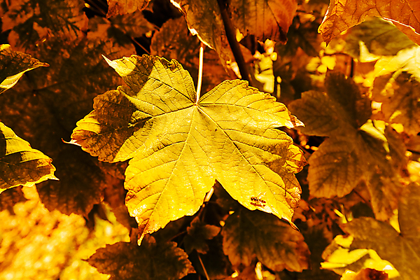 포토 JPG 해외이미지 나무 식물 디자인 계절 꽃 백그라운드 발 자연 건강 손바닥 미술 사람없음 초록색 컬러풀 정원 못 플랫 이슬 원예 질감 조경 부드러움 광택 페디큐어 해외포토 손 컬러 문화예술 취미 신체부위 뷰티 공구 감각 생태계 파일형식 이미지허브