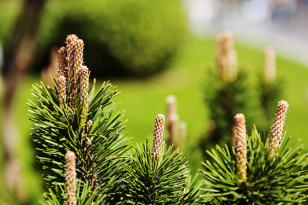 포토 JPG 해외이미지 식물 디자인 계절 공원 꽃잎 꽃 벽 백그라운드 잎 꽃무늬 패턴 자연 추상 사랑 사람없음 야외 장식 초록색 컬러풀 뷰티 환경 정원 봄 흰색 신선 닫기 다발 배열 심볼 묘사 원예 질감 조경 쇼 내추럴 정중 해외포토 공공시설 감정 컬러 컨셉 무늬 모션 취미 생태계 파일형식 이미지허브